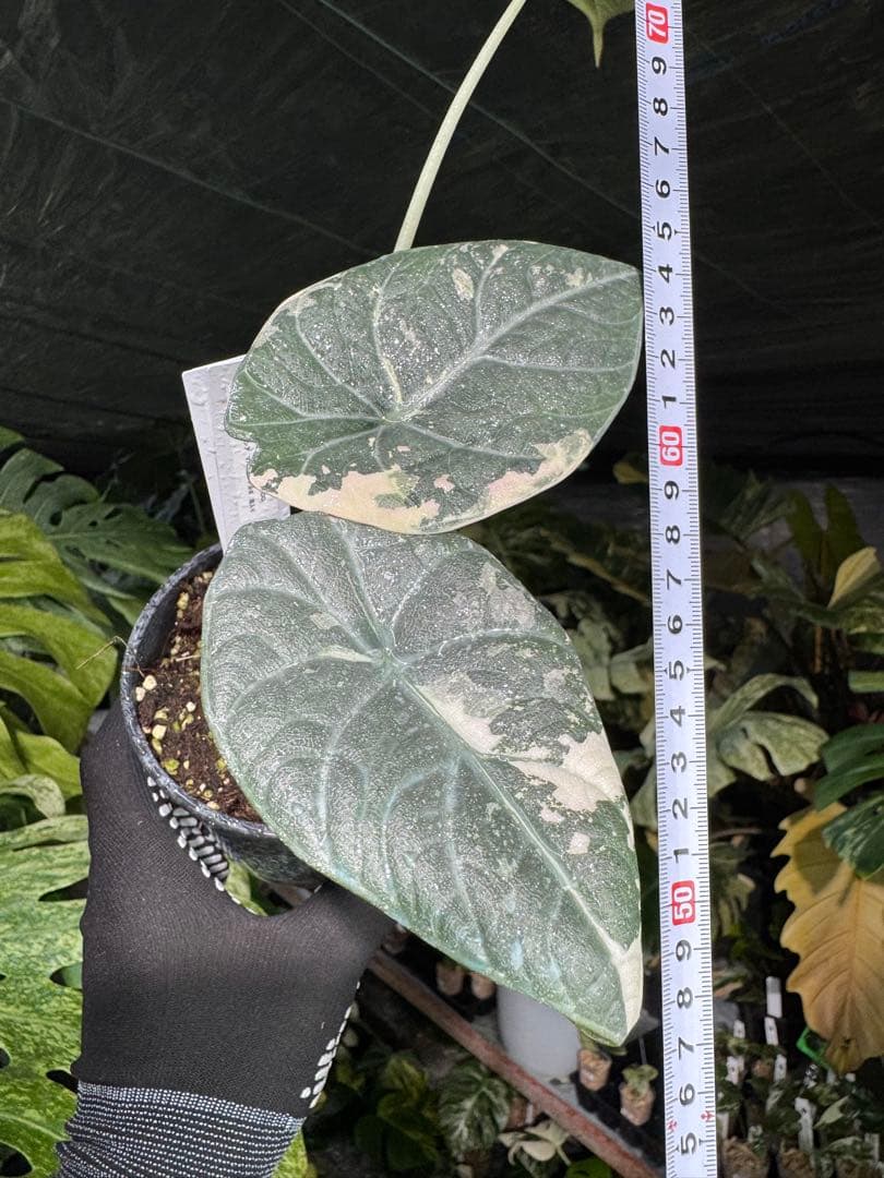 1アロカシア　マハラニ　アルボ　美株　送料込み