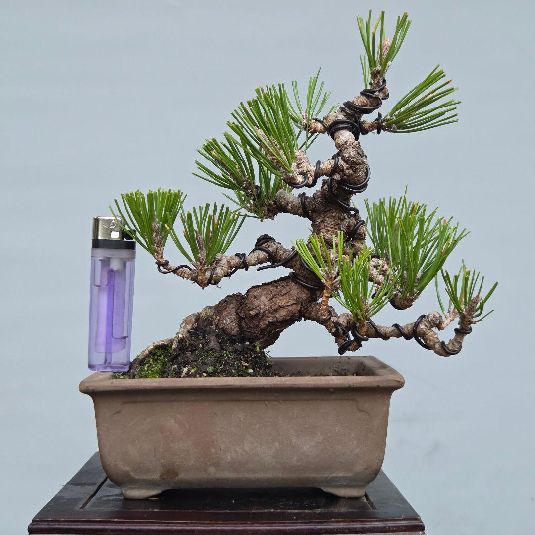 黒松　[模様木]　小品盆栽素材