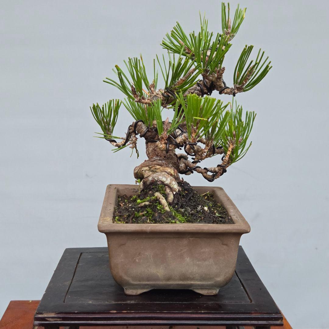 黒松　[模様木]　小品盆栽素材