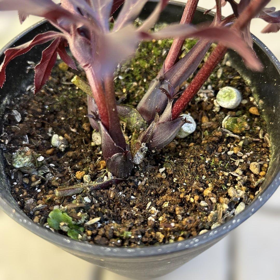 まい　ブラックマジック整形広瀬園芸　クリスマスローズ　開花株　匿名発送