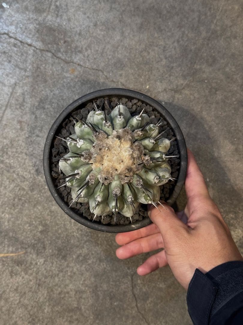 サボテン　黒王丸　実生