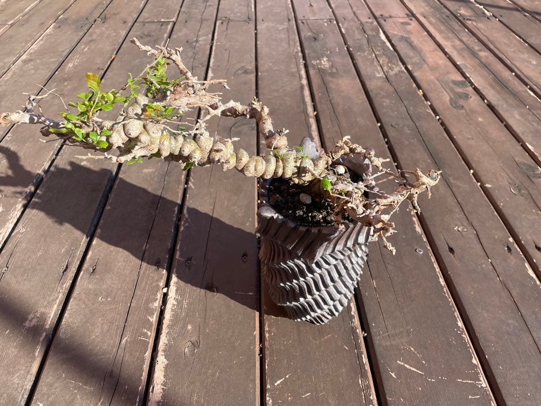 格安　コミフォラ　エイル　発根剤