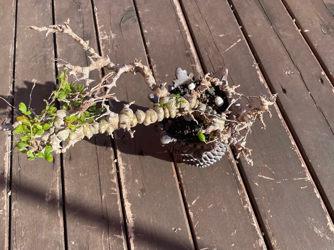 格安　コミフォラ　エイル　発根剤