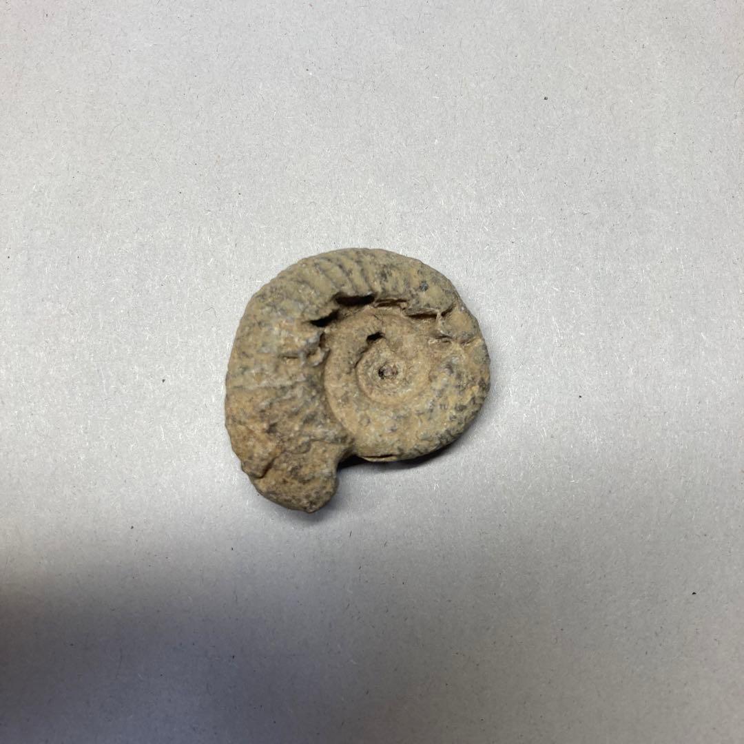 アンモナイト 化石