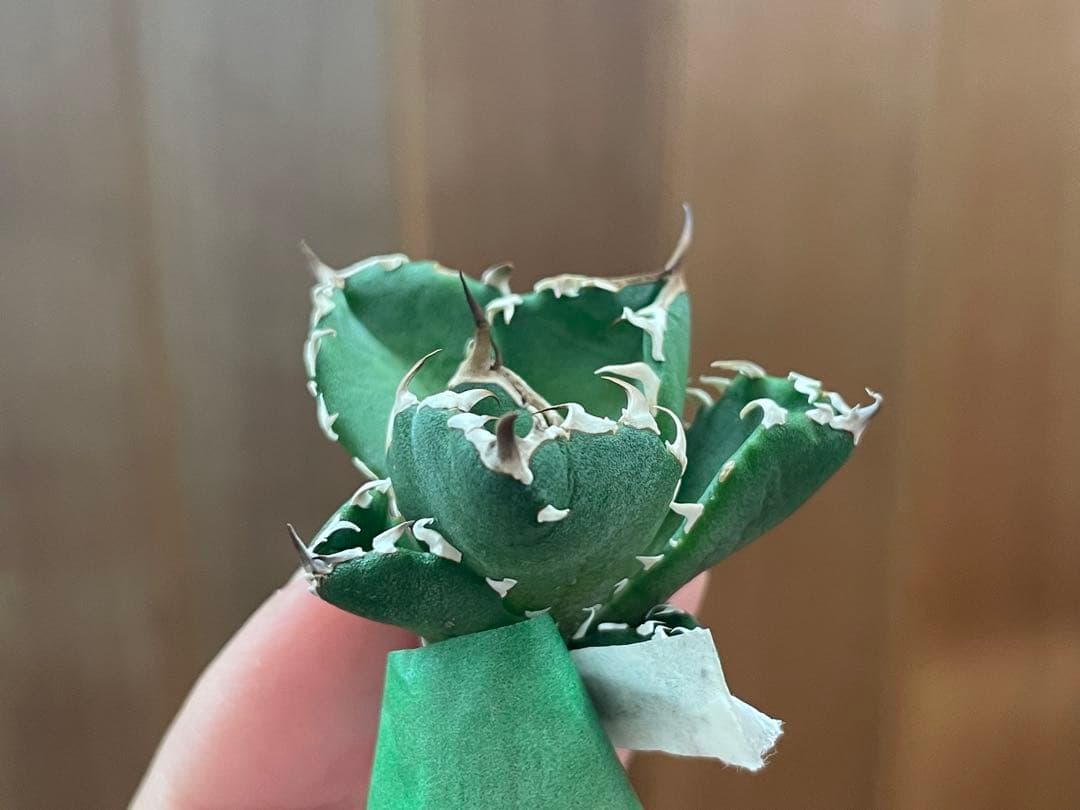 【REZA産】イラン株　選抜　アガベ　　NOVA ノヴァ　天芽　12月便