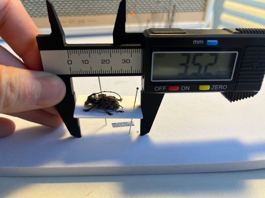 【毒刺甲虫】サソリカミキリ 昆虫標本 Onychocerus ウスバカミキリ