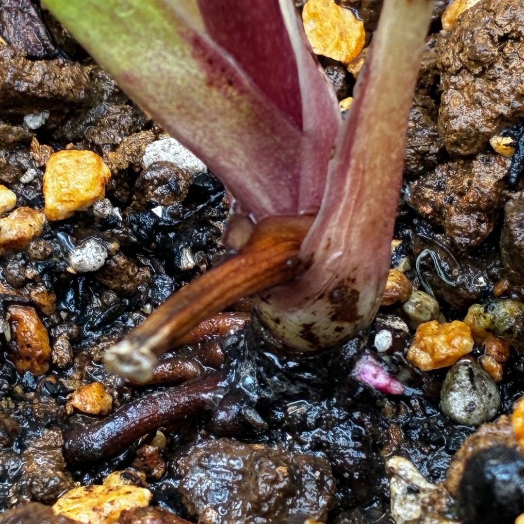 オ*ン様 3440☘️花、タグ付☘️かぐや姫⭐️爽やか強香⭐️コロコロ⭐️加藤農