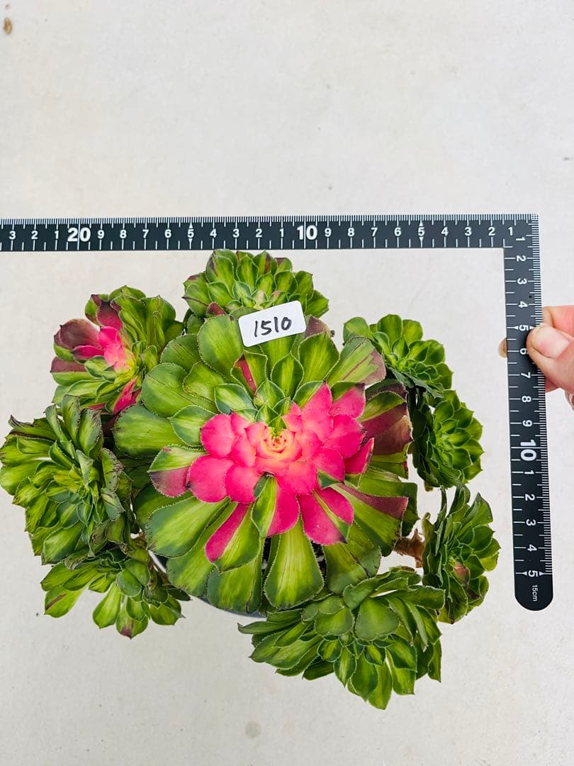 アエオニウム　チホァ（知否）群生株　#1510 メルカル便発送