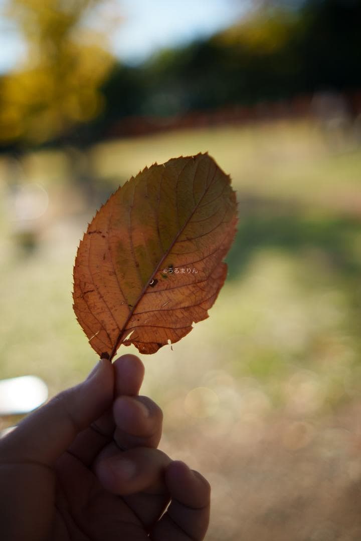 白いスナイパー！SIRUI Suniper 23mm F1.2 ASP-C AF
