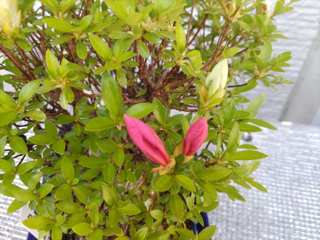 皐月　　品種、明美の月　　早い者勝ち