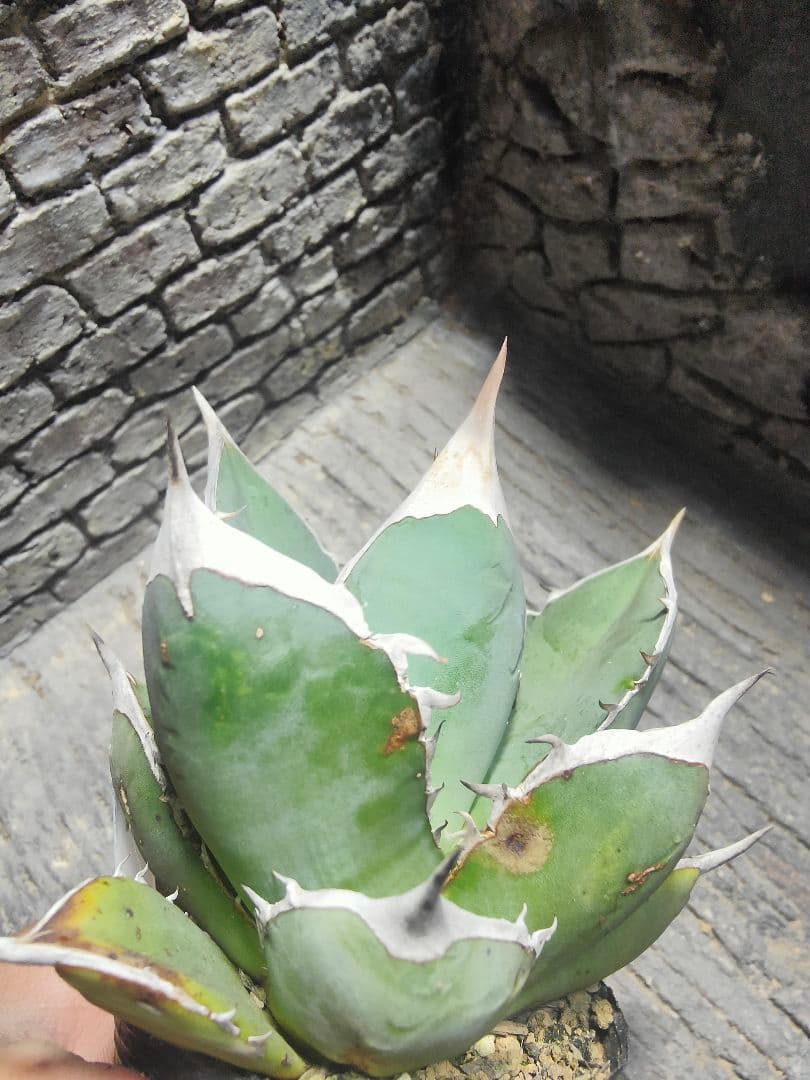 アガベ　チタノタ　実生　選抜　超強刺！！ハウス育成株