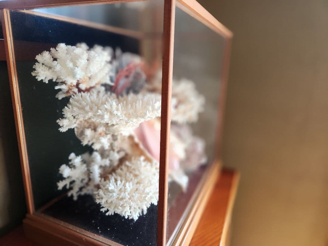 貝と珊瑚のオブジェ