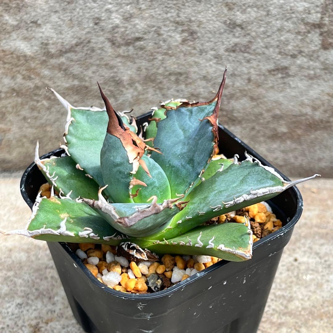アガベ　チタノタ　黒犀牛　No.002　鉢、送料込　メルカリ便