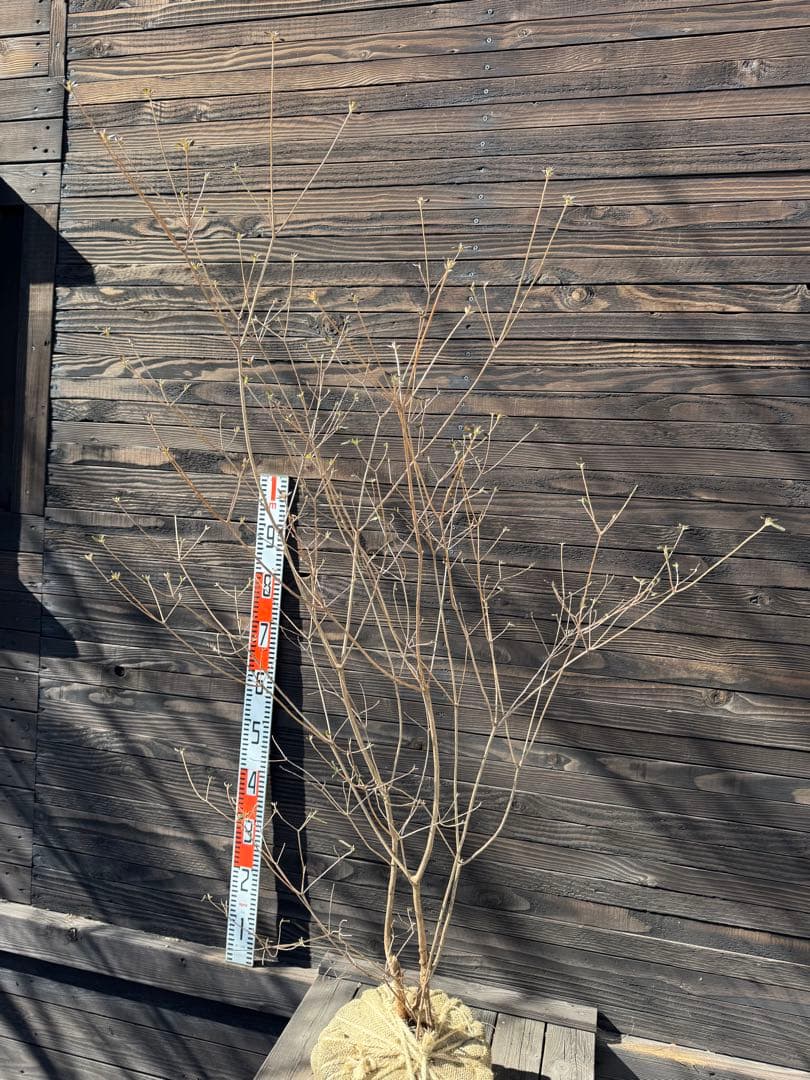 山採り/バイカツツジ【現品発送】管理80053