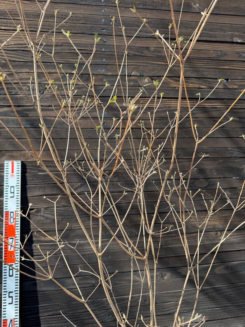 山採り/バイカツツジ【現品発送】管理80053