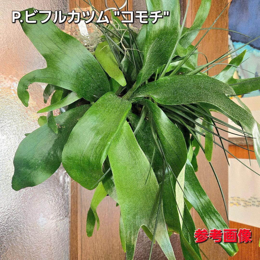 サンメリのビカクシダ【P.ビフルカツム変異個体コモチ】大株！