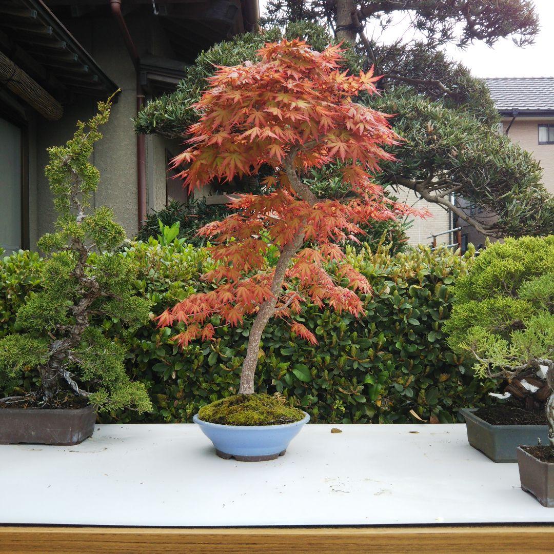 紅葉盆栽 鉢ごと発送 もみじ一鉢 実生25年 文人 盆栽 送料無料 BONSAI