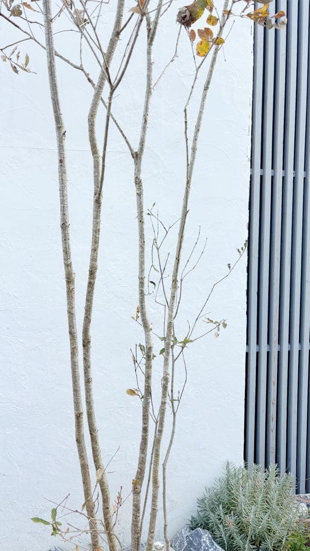 希少。銀幹 山採りコナラ株立ち3.4M(鉢底から)