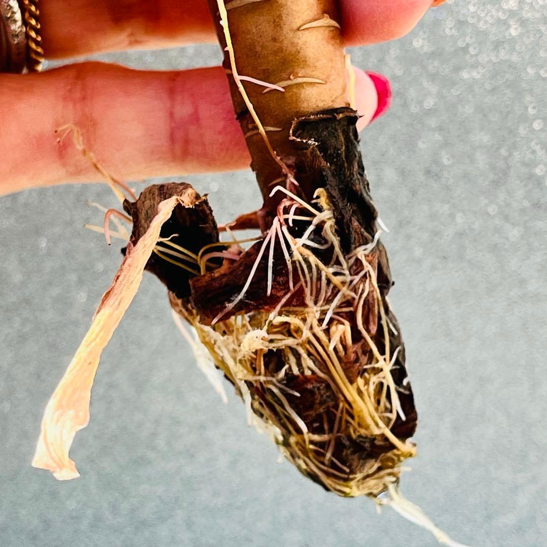 41.【現品　そのまま発送】アエオ「ピンクウィッチ」葉焼け・傷有り　大群生‼️