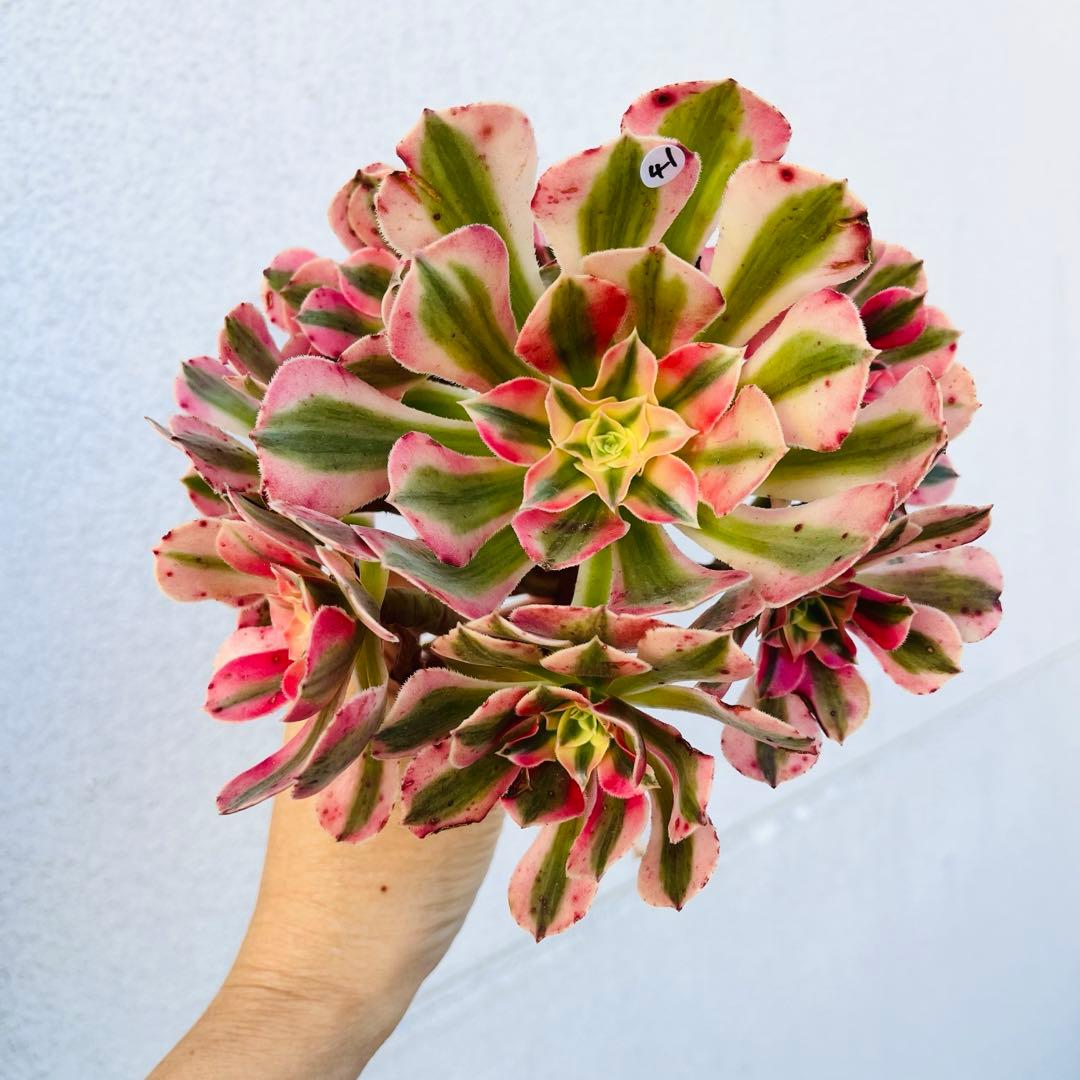 41.【現品　そのまま発送】アエオ「ピンクウィッチ」葉焼け・傷有り　大群生‼️