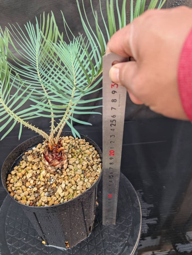決算創業祭 お買い得 サイカスカイルンシアナ ウネリ葉 貴重 レア