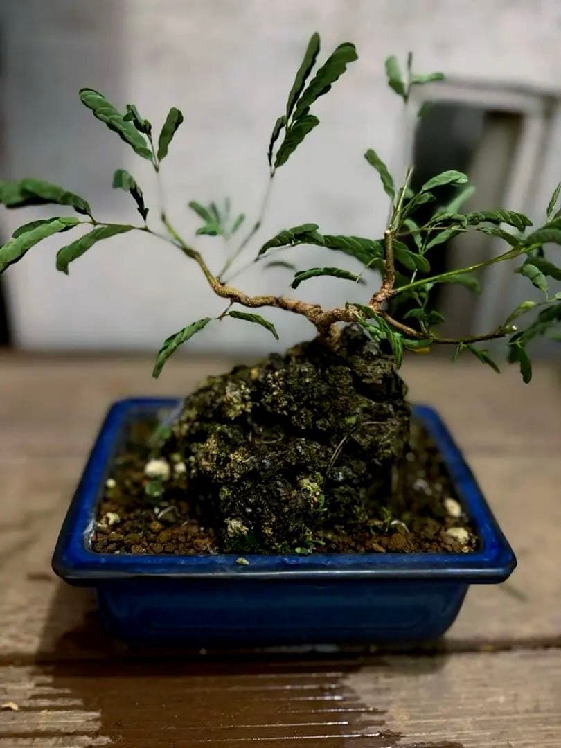 タカボーネムノキ　コーデックス　ゴツゴツ肌　レア　希少　塊根植物