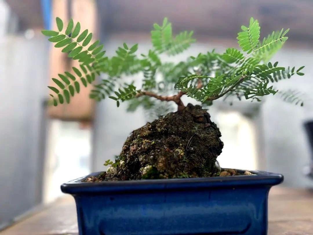 タカボーネムノキ　コーデックス　ゴツゴツ肌　レア　希少　塊根植物