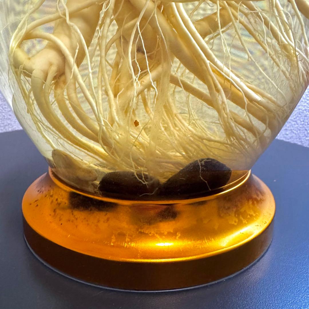 高麗人参　約40年物　古酒　ビンテージ　ガラス瓶　金色　富士商事　健康酒