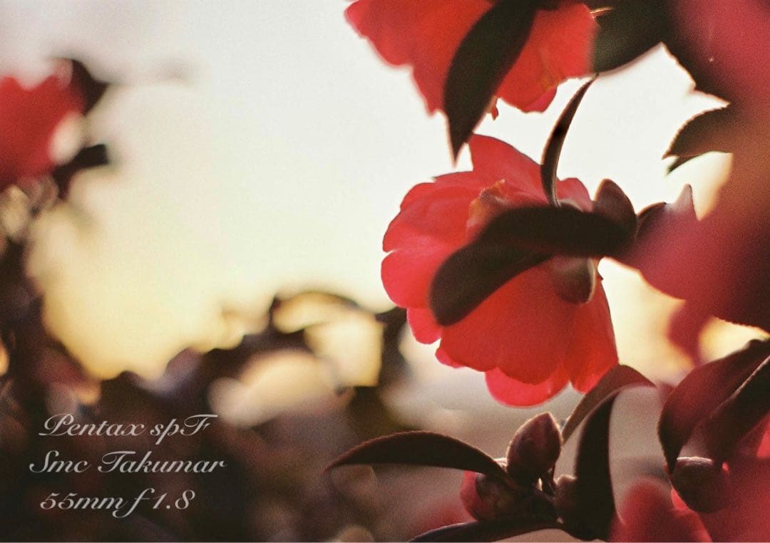 pentax spf フルセット★完動品＊美品＊初期保証付！★作例多数