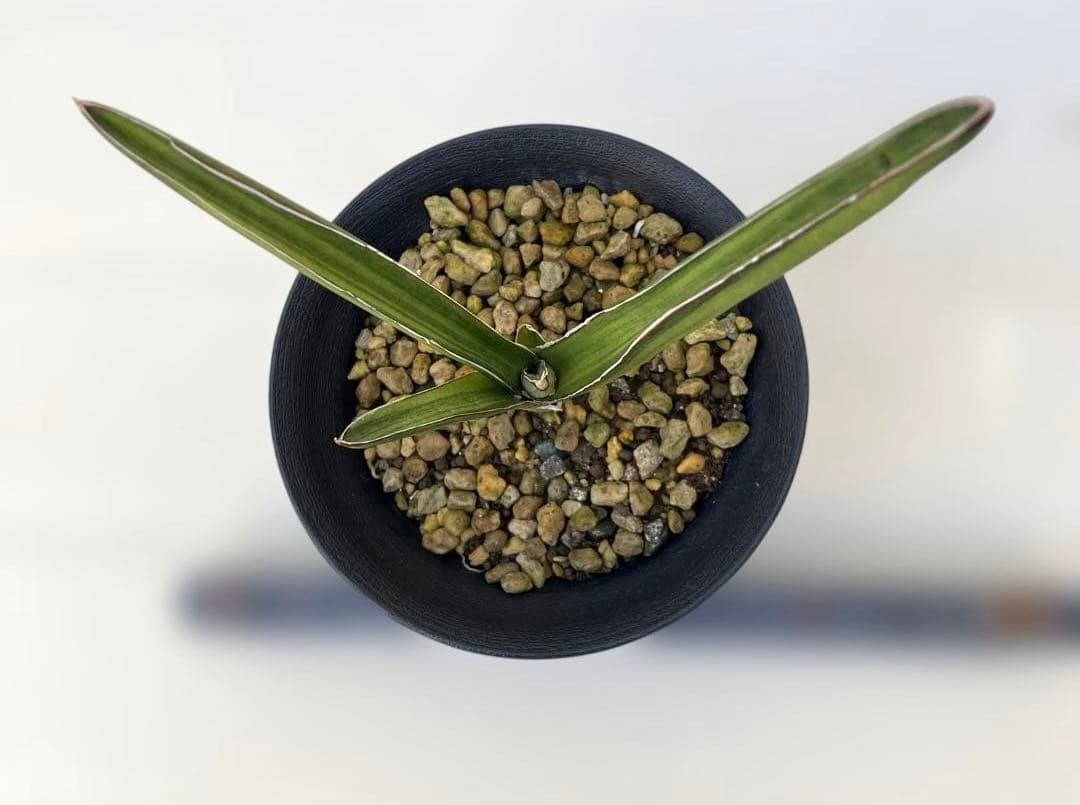 超希少　サンスベリア　斑入りカナリキュラタ　カナリキュラータ　ナナ　本物