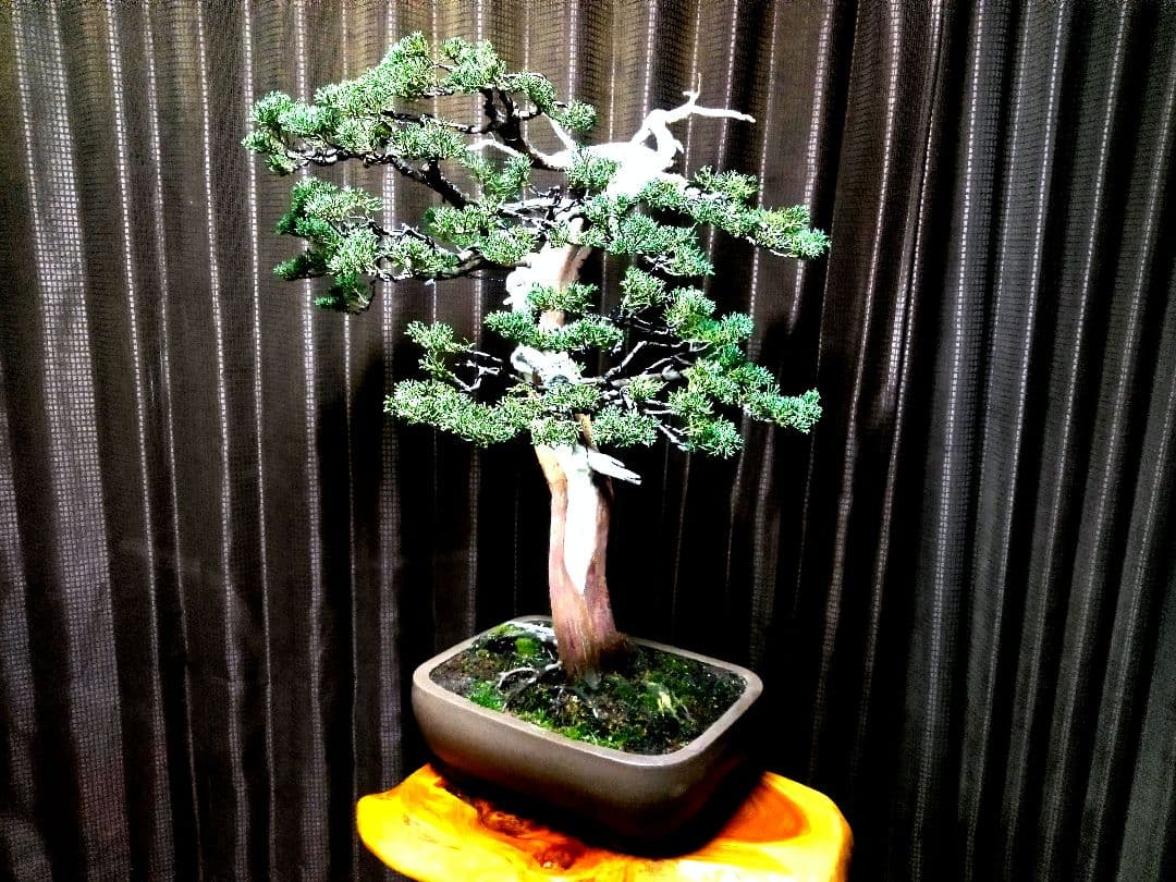 【樹高66㎝大品真柏盆栽】　　⭕樹齢50年超…セール品❗　　　 ★セール延長中★