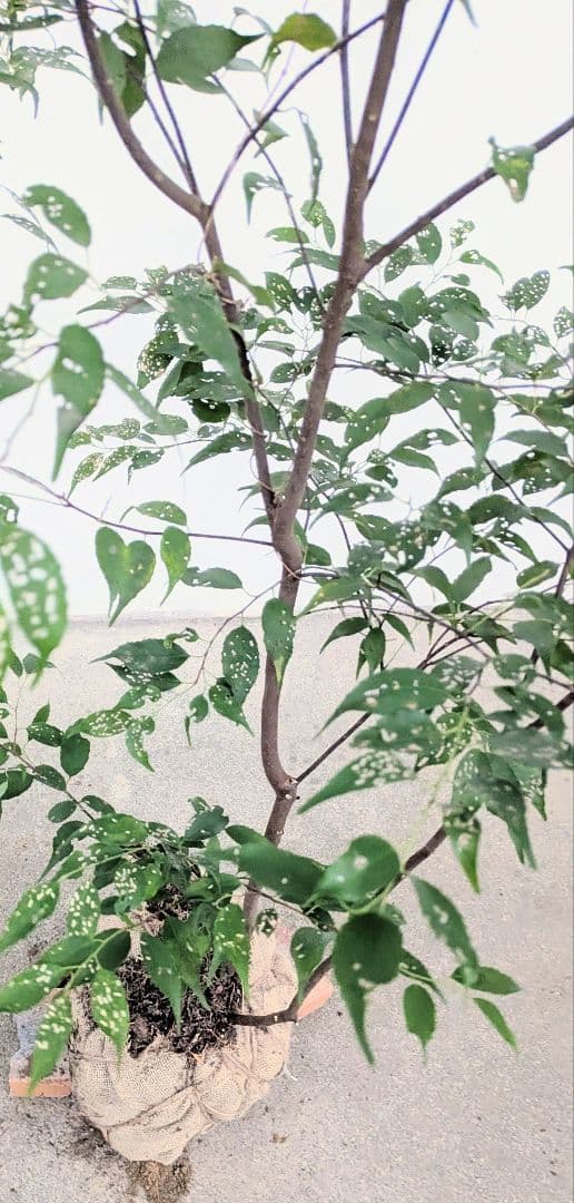 アウトレット。山採りハイノキ。