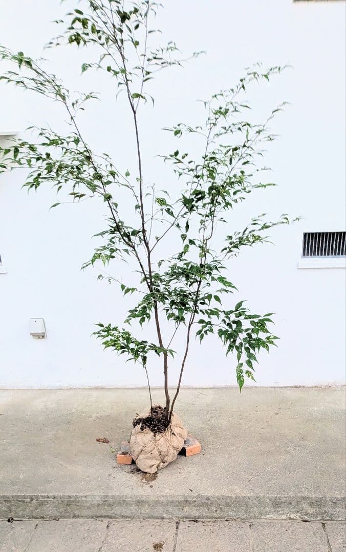 アウトレット。山採りハイノキ。