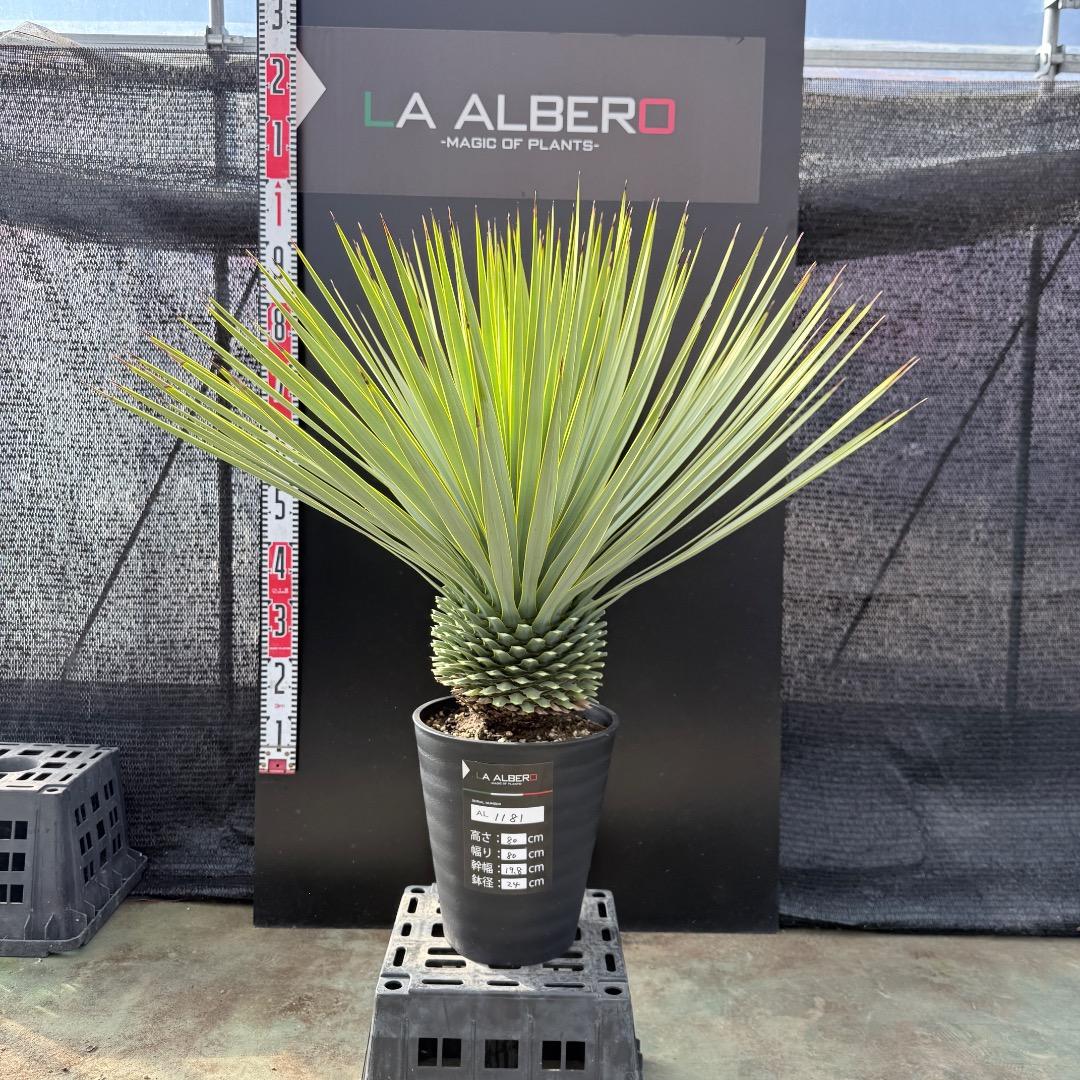 【AL1181】ユッカ　ロストラータ　シルバー　極太