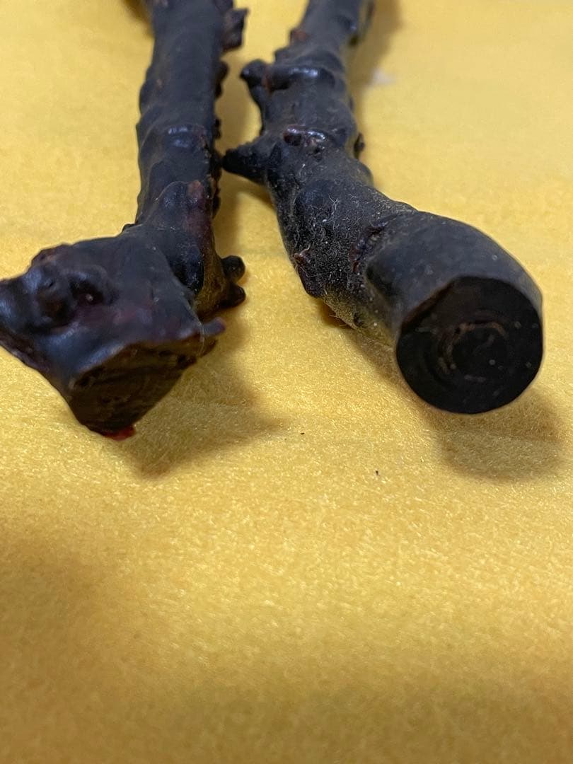 黒珊瑚　深海松　原木