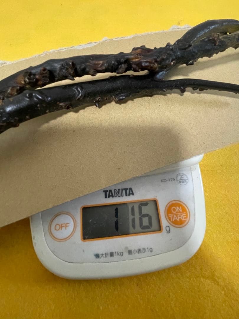 黒珊瑚　深海松　原木