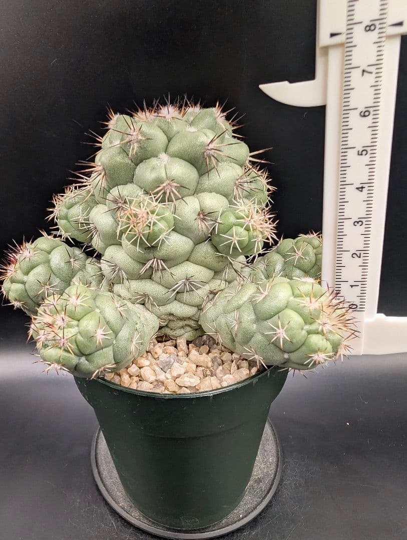 M*X様 オルテゴカクタス マクドガリー 国内実生 鉢植え メルカリ便送料込み