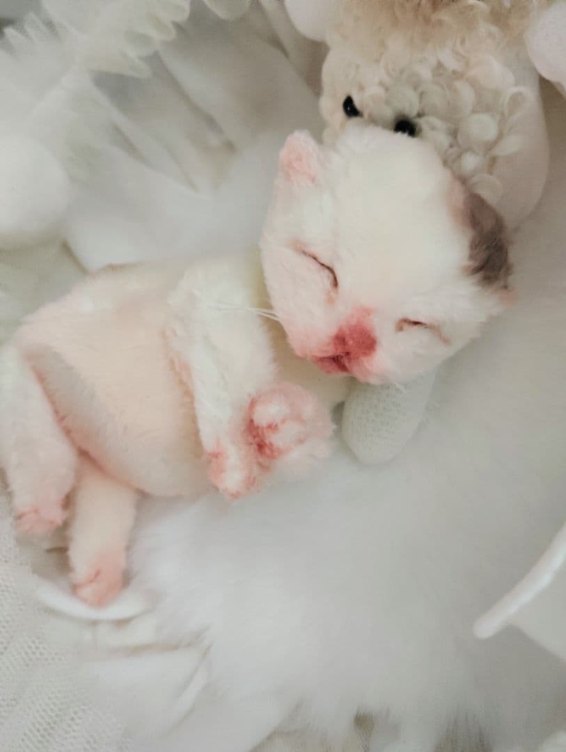 生後１日❤生まれたての子猫ちゃん♡バスケットとクマたん♡アートドール♡ぬいぐるみ