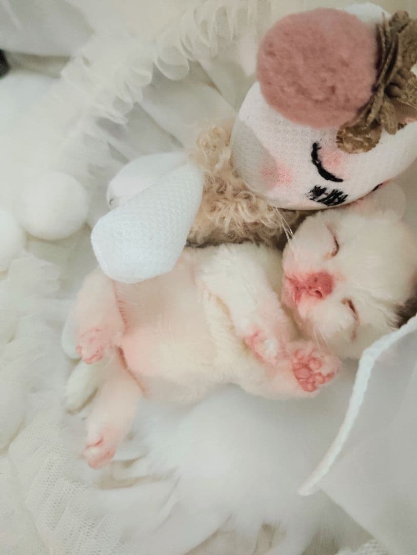 生後１日❤生まれたての子猫ちゃん♡バスケットとクマたん♡アートドール♡ぬいぐるみ