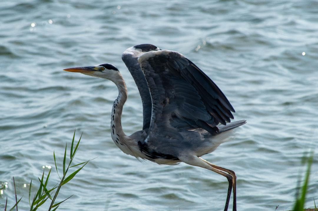 みやし様用【黒死病修理済】【訳アリ】PENTAX K-5０