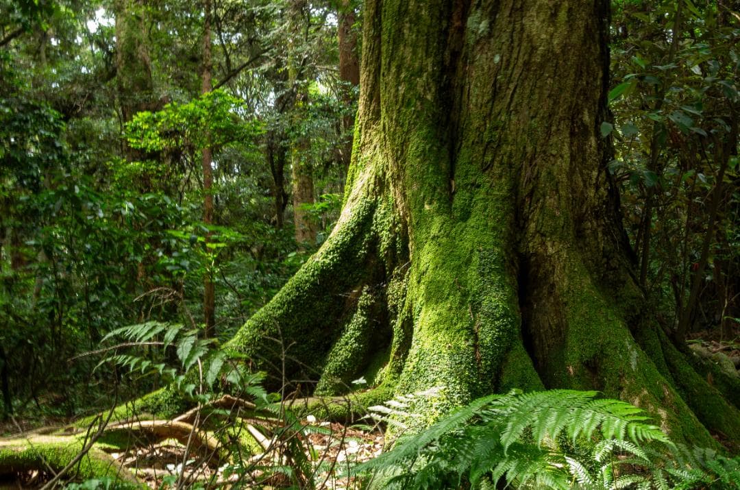 みやし様用【黒死病修理済】【訳アリ】PENTAX K-5０