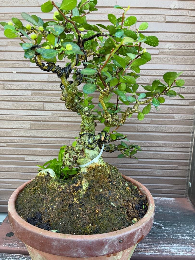 針蔓正木　沖縄盆栽　マッコウ　値下げ