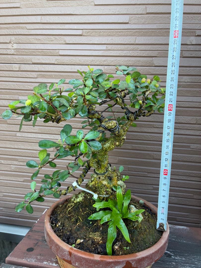 針蔓正木　沖縄盆栽　マッコウ　値下げ