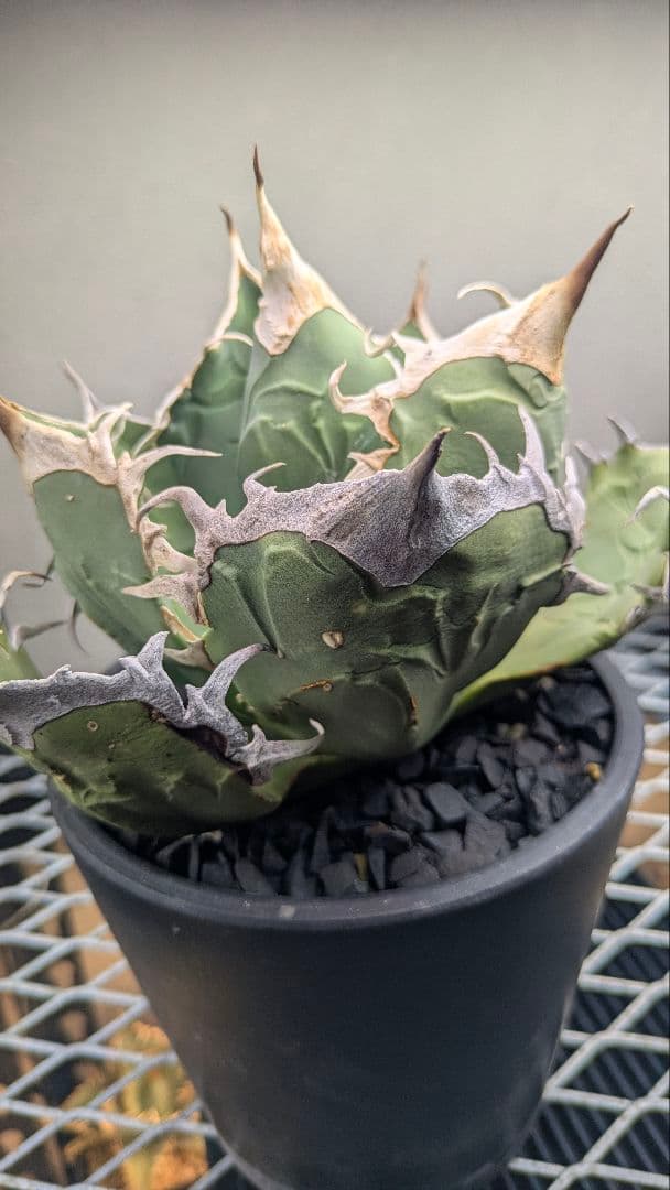 【現地球】アガベ　オアハカ　オテロイ　検）チタノタ　実生　ノーネーム