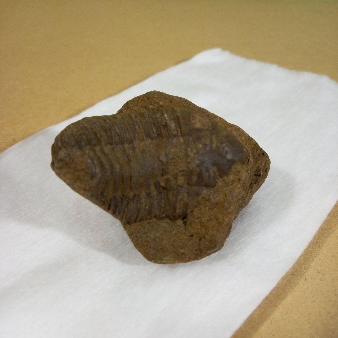 三葉虫　化石　三葉虫化石　究極のレトロ　fossil　ボリビア産　化石管理番号③