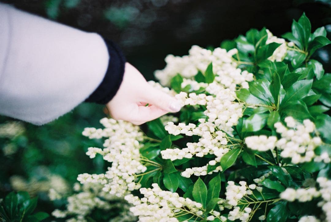 Canon F-1 前期 50mm f1.4 初期　Zマウントアダプターセット