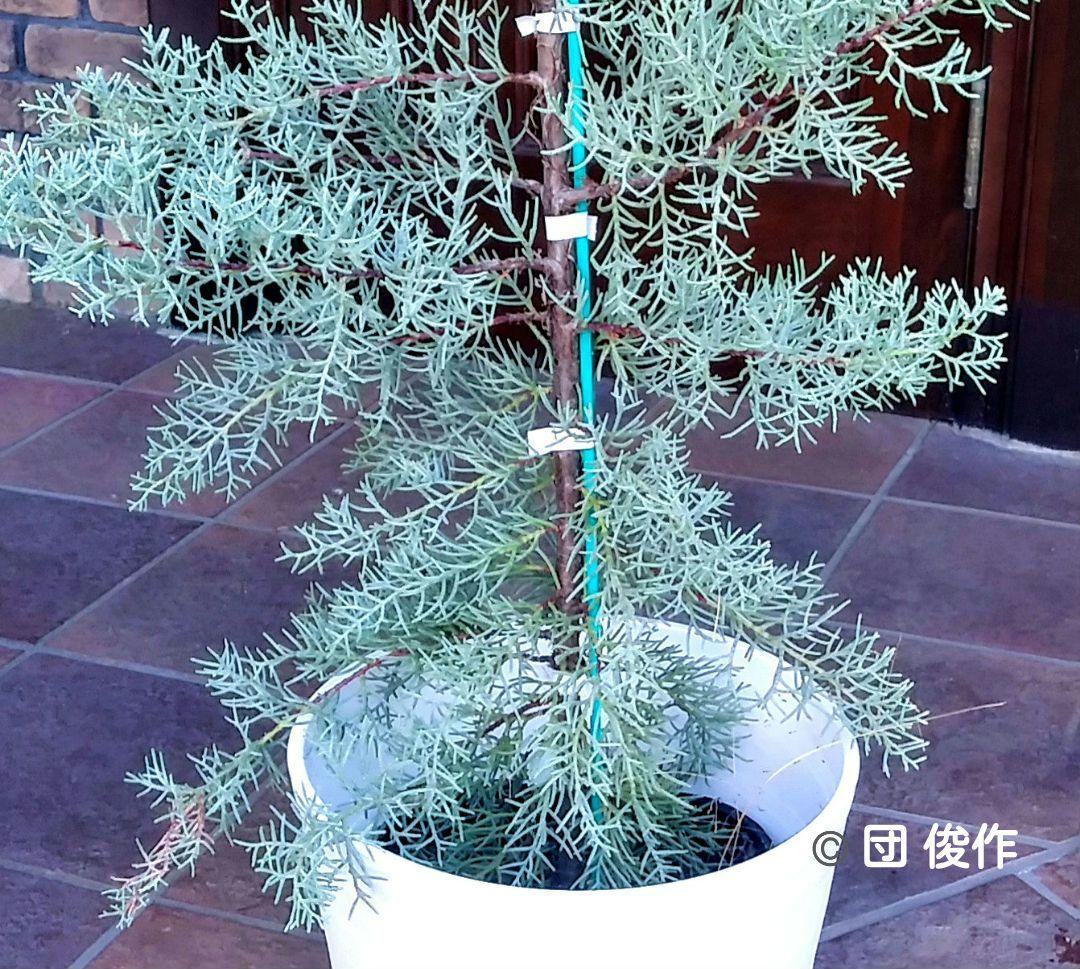 ブルーアイス 苗木 137cm❗8号 綺麗な葉色 シルバーブルー 鉢カバー付き