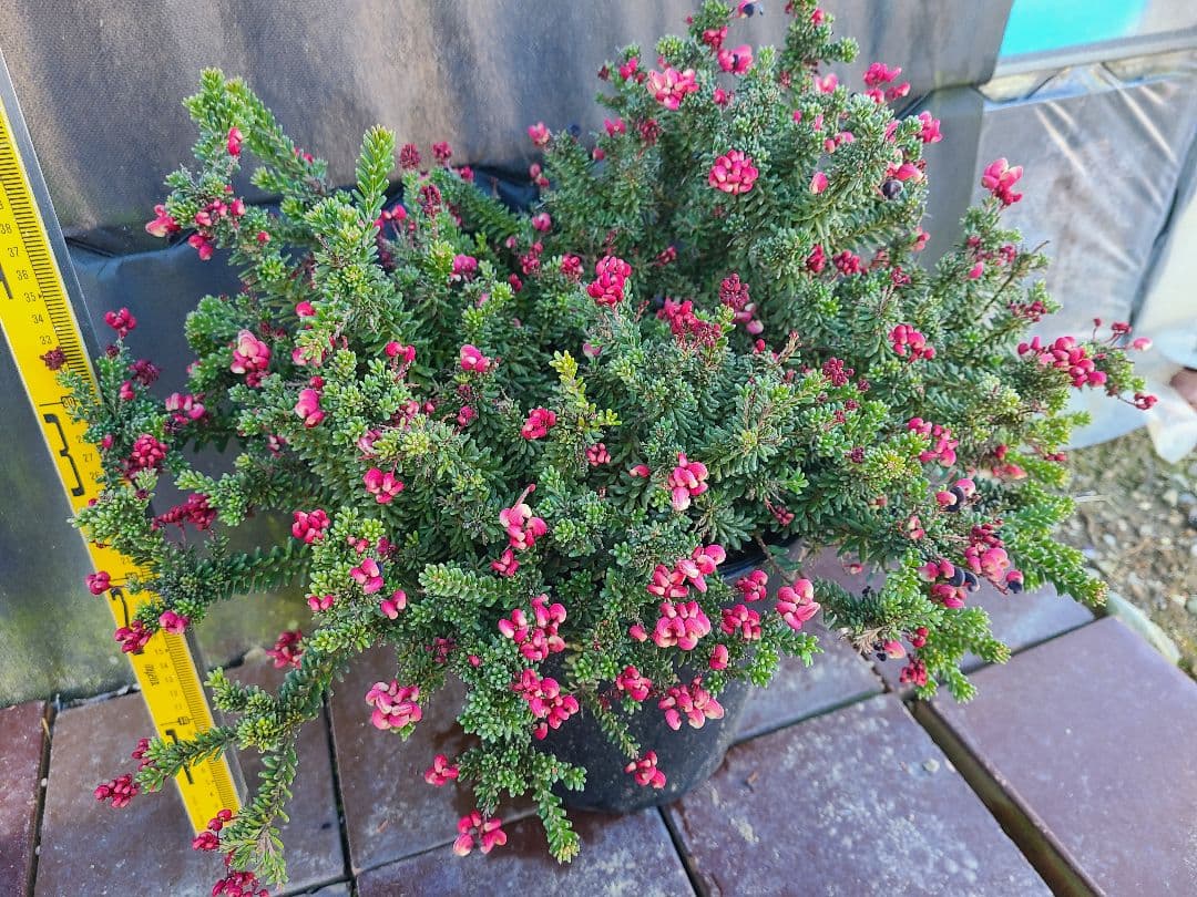 グレビレア ラニゲラ花たくさんモリモリ大株 8号鉢