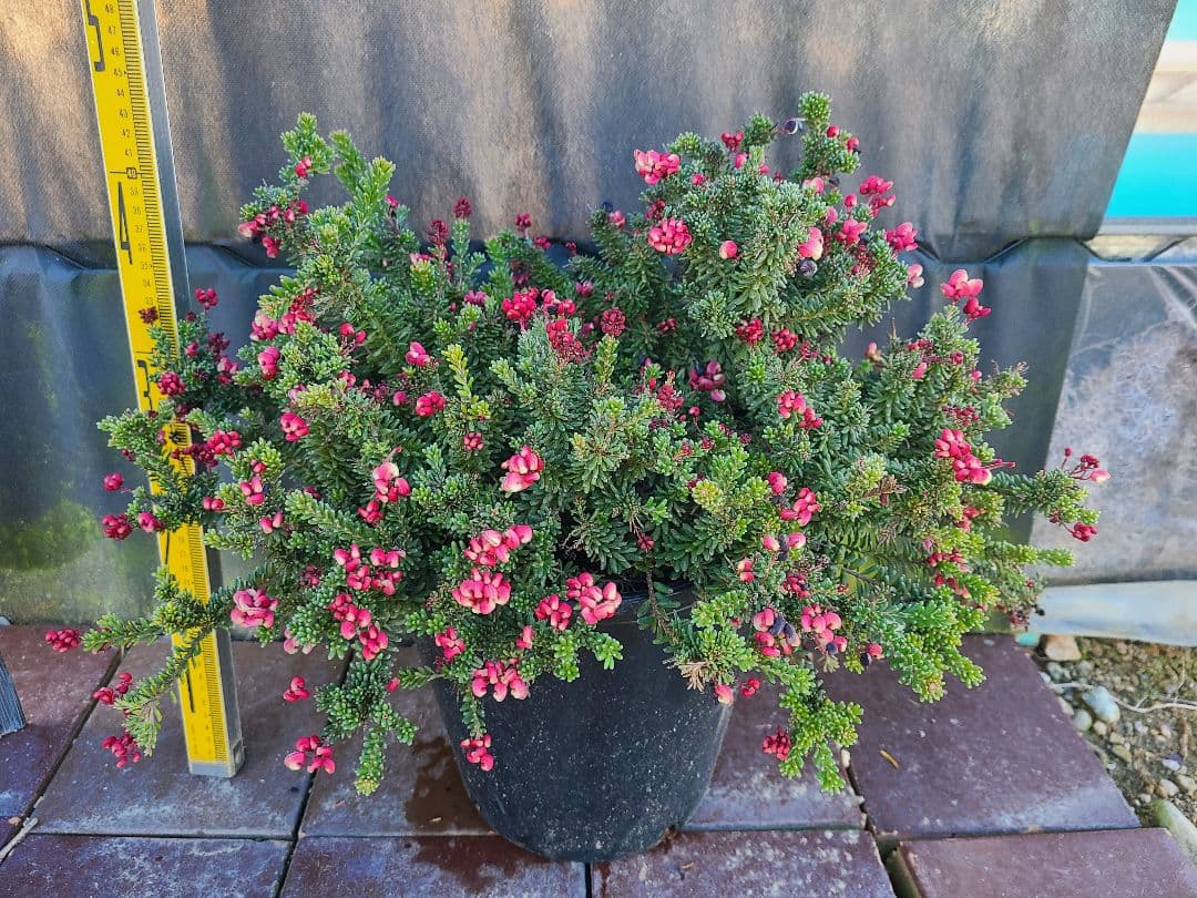 グレビレア ラニゲラ花たくさんモリモリ大株 8号鉢