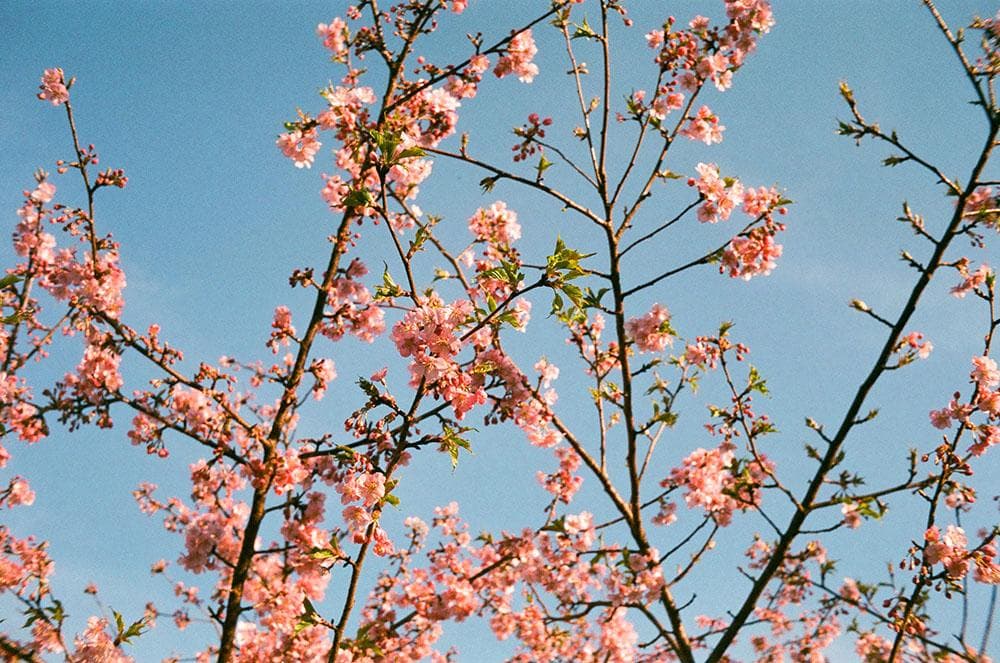 【実写確認済/完動品】Olympus XA2